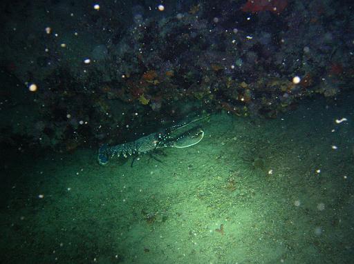 Homard.JPG
