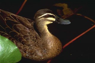 canard
