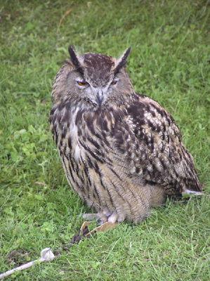 grand duc