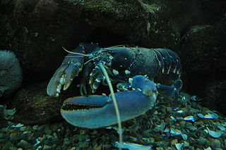 homard