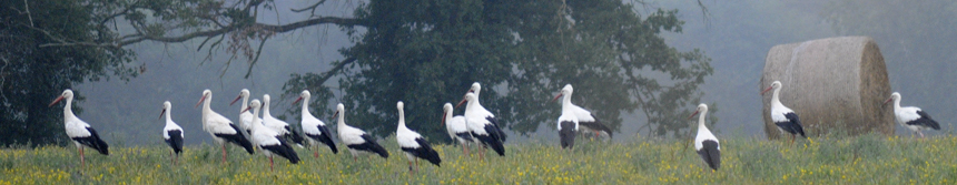cigognes